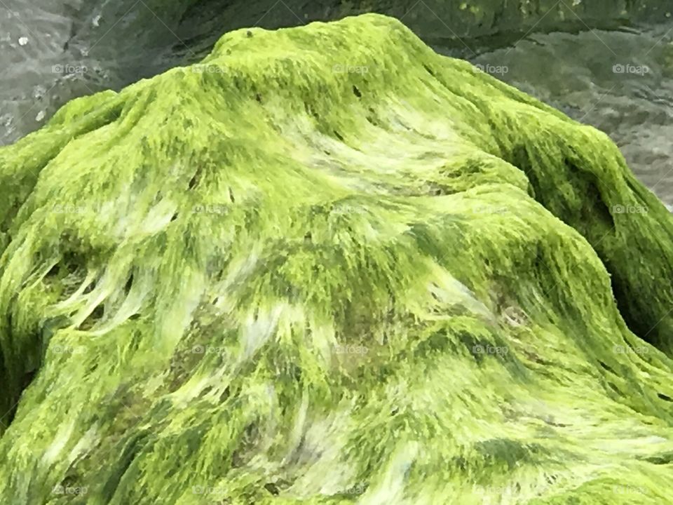 Bright green algae covered rock 