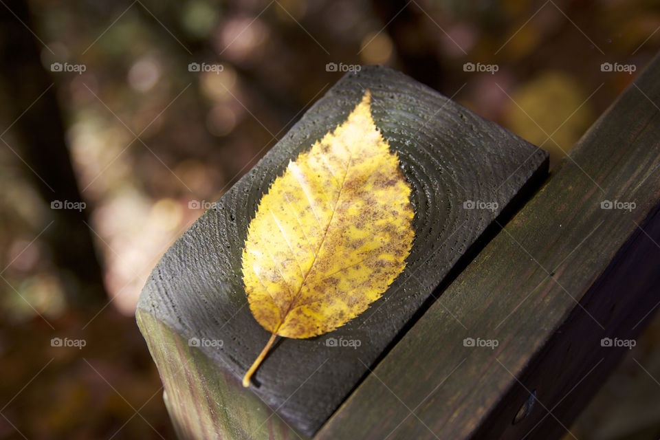 Leaf on wood
