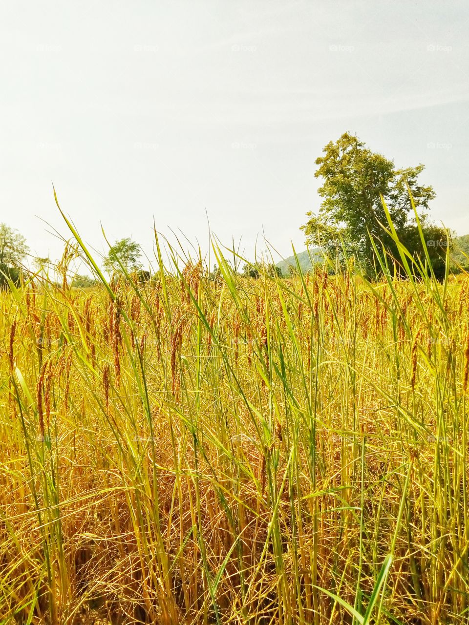 rice plant,farmland