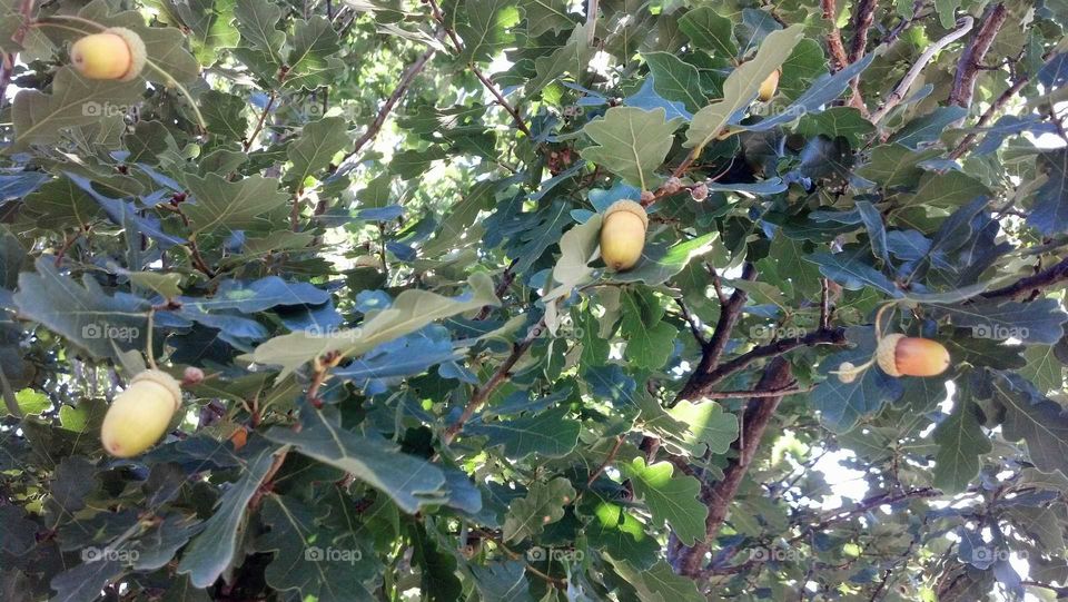 Fruit, Food, Tree, Leaf, Nature