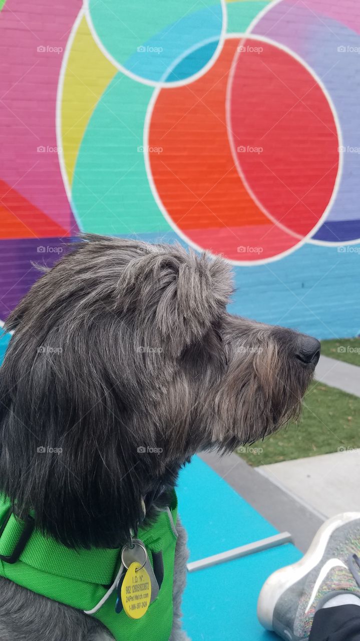 Tibetan terrier dog in front of mural side view