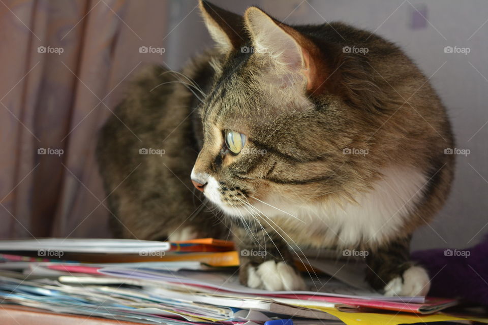 Cat, Cute, Portrait, Eye, Pet