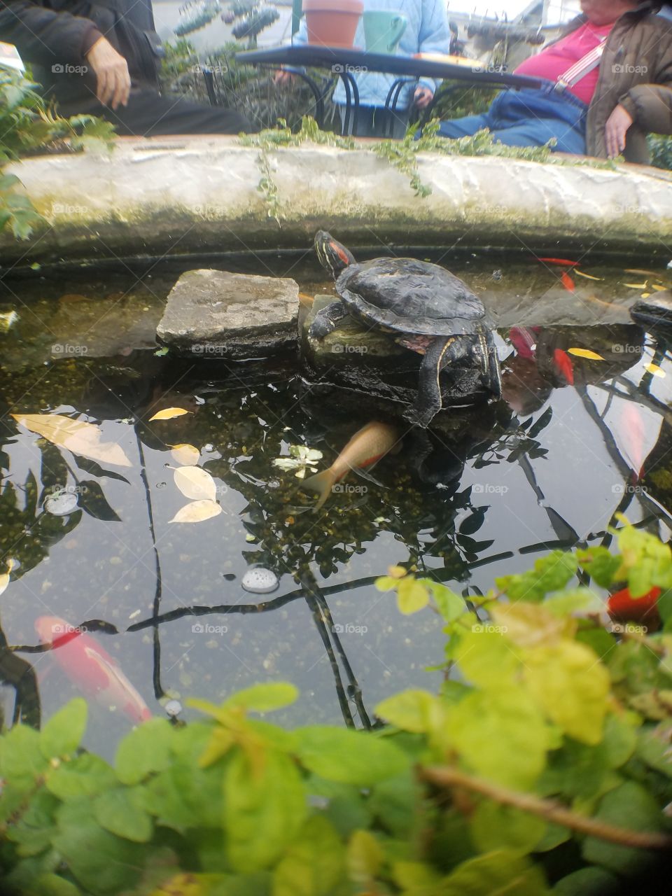 turtle