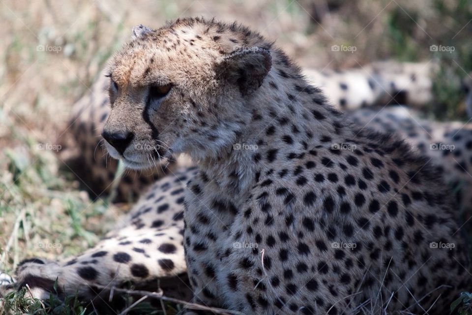 Cheetah