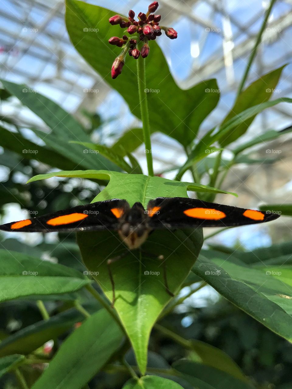 Orange spot butterfly