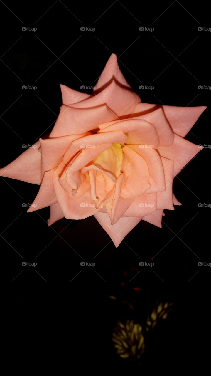 Rose in Black: a macro shot in the dark of my rose in bloom