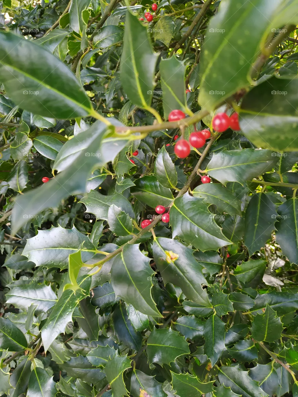 red berry