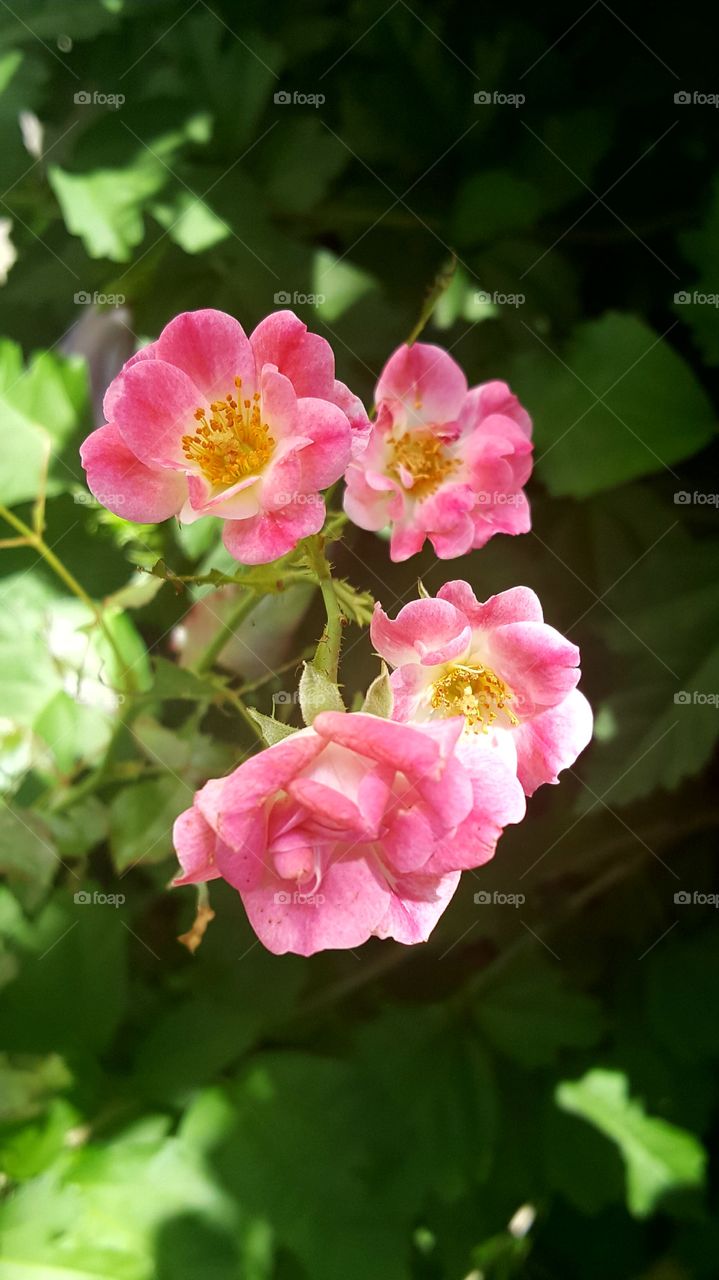 miniture roses blooming in the summer