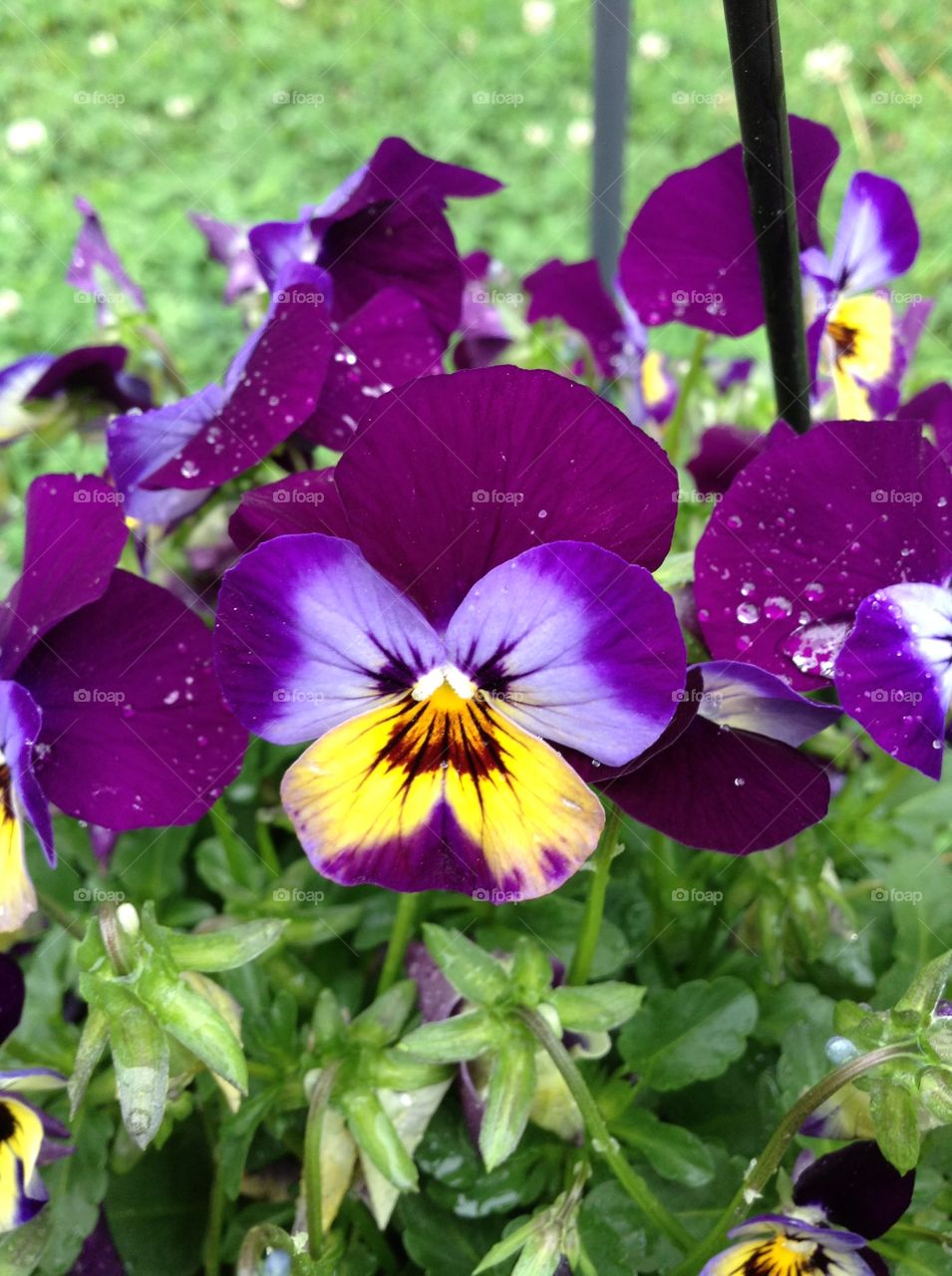 Violas in the Rain. Violas in the Rain