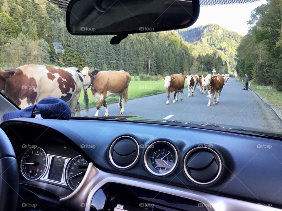 Cows on the road