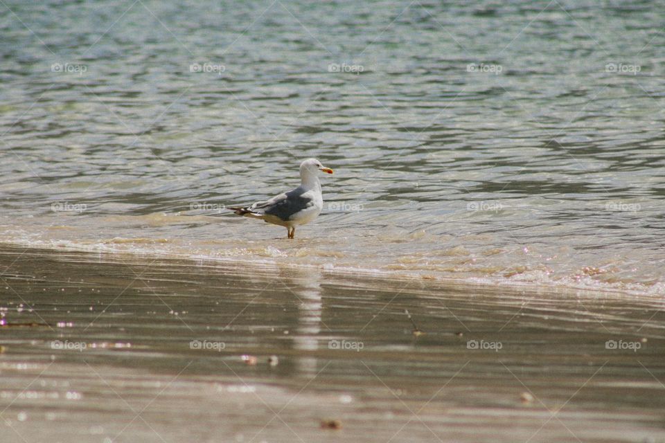 a seagull at the beach