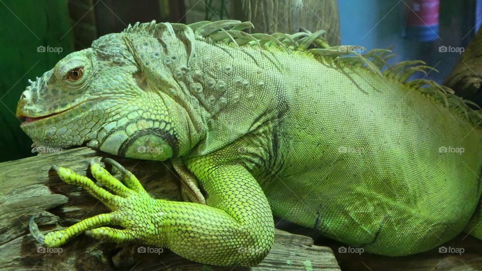 lizard, iguana, chameleon. Green, skin, texture