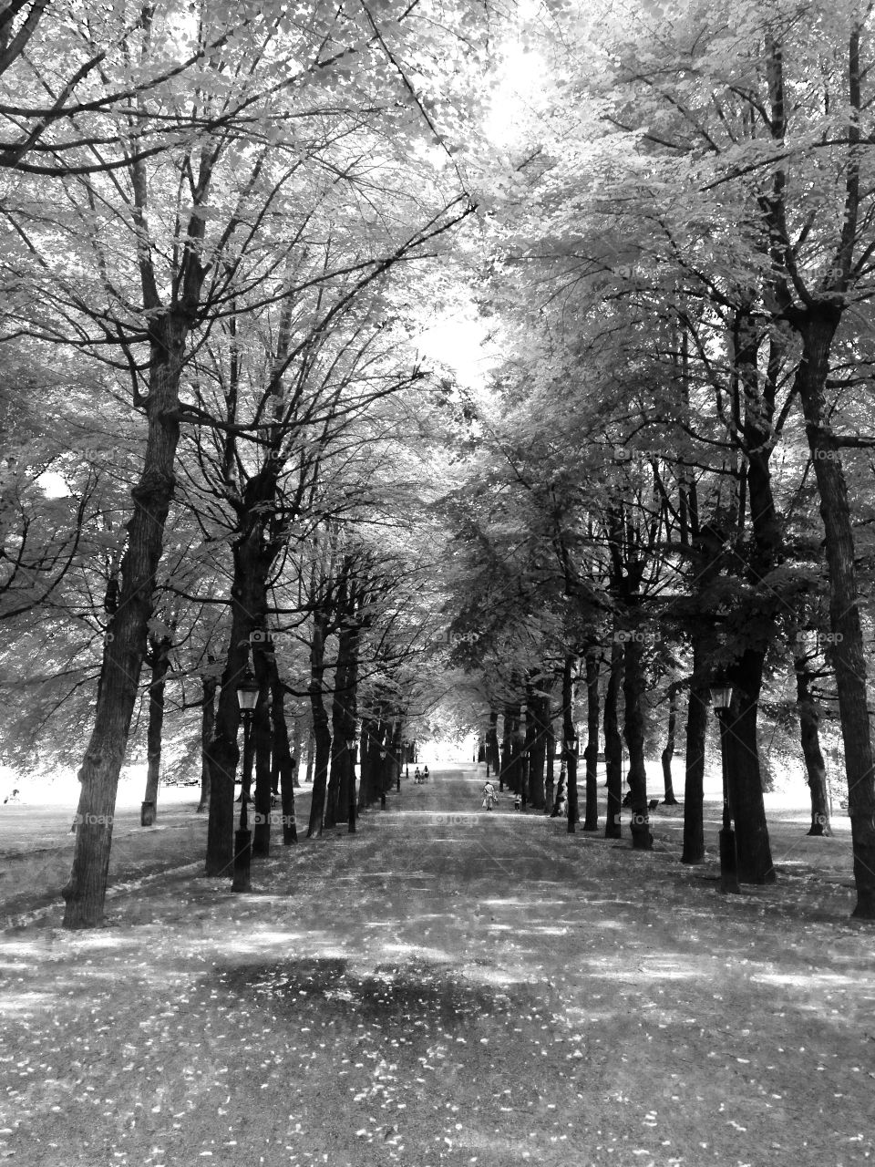 Enchanting black and white tree lined pathway