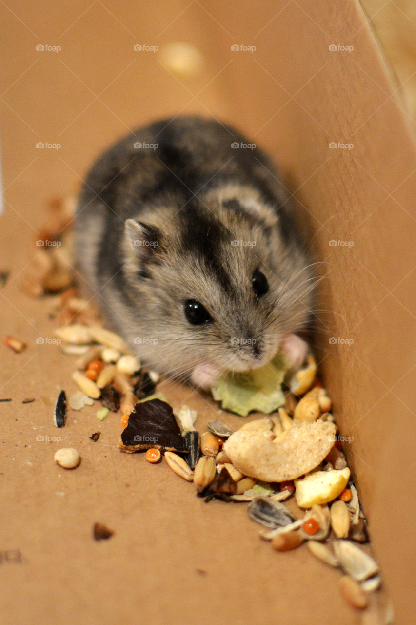 Hamster