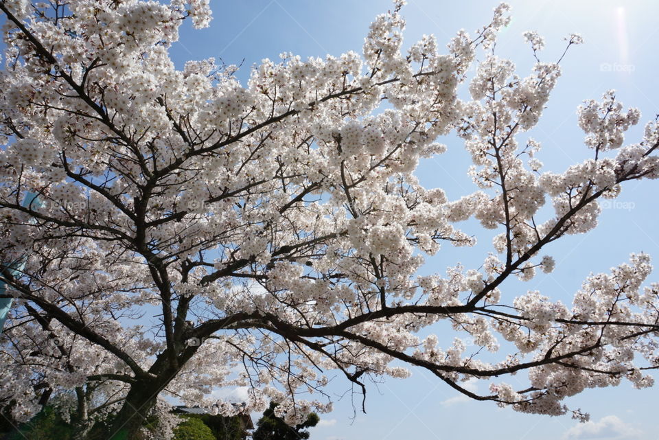 sakura