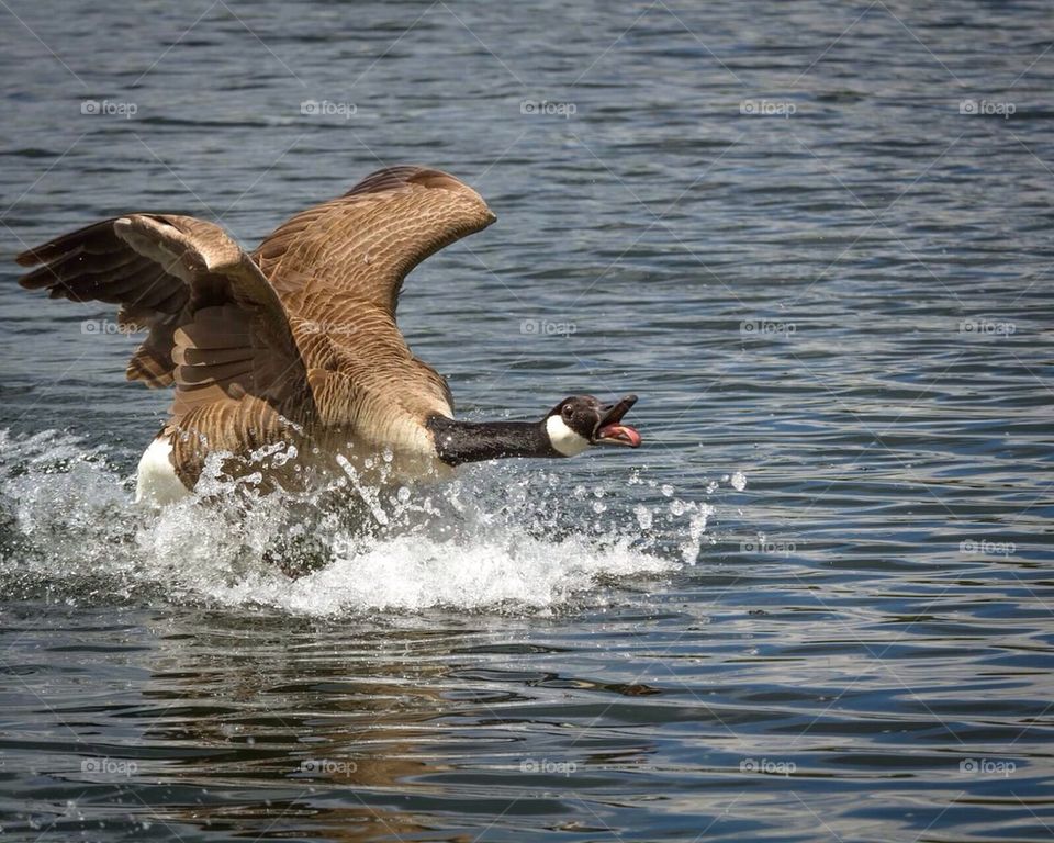 Water Landing