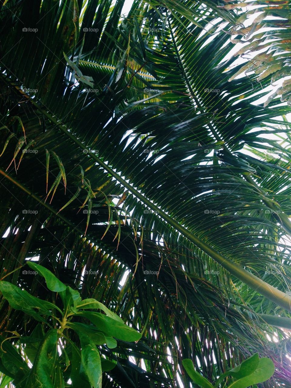 Coconut tree canopy