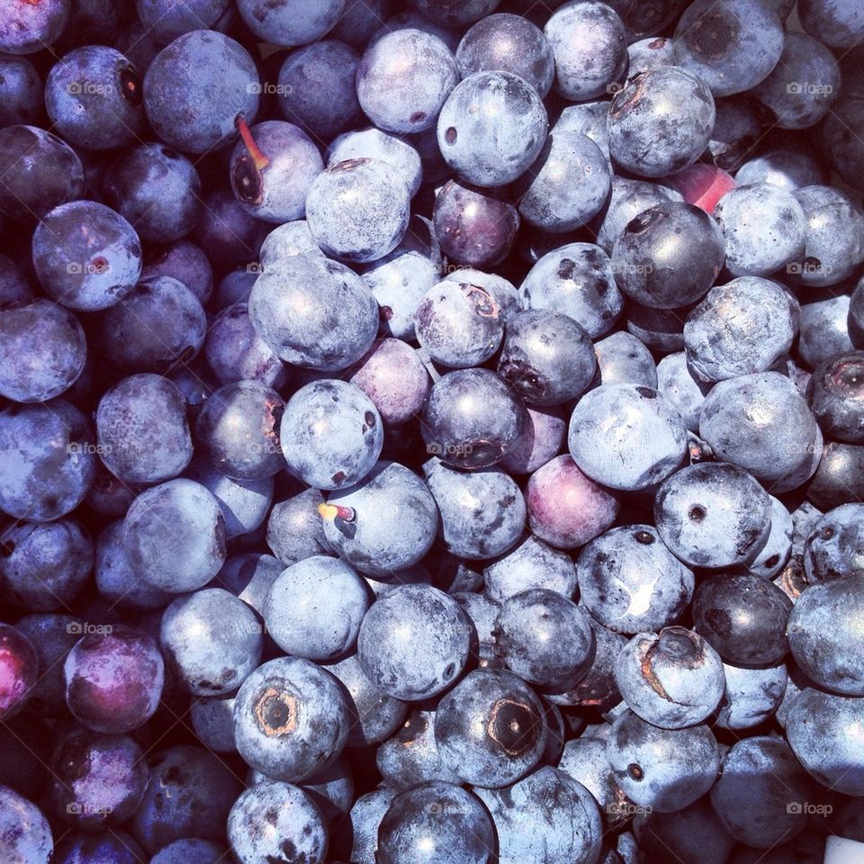 Blueberry picking