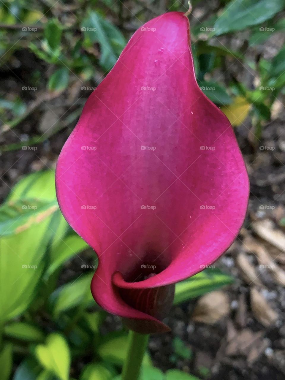 Close up of pink calla lily 