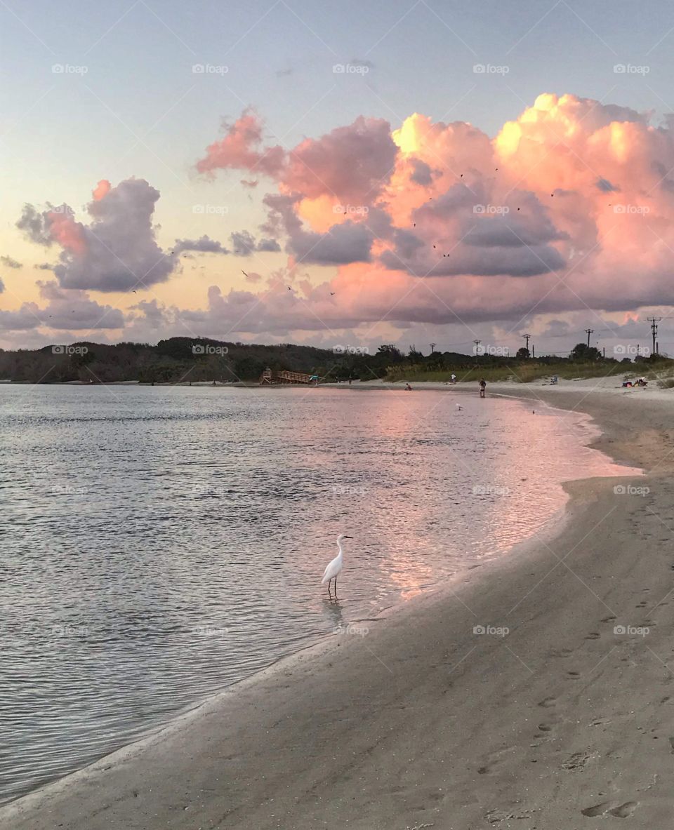 Egret at dusk