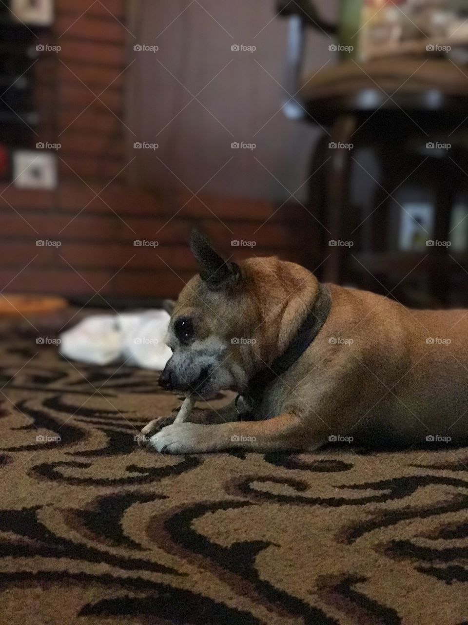 Mammal, No Person, Dog, One, Canine