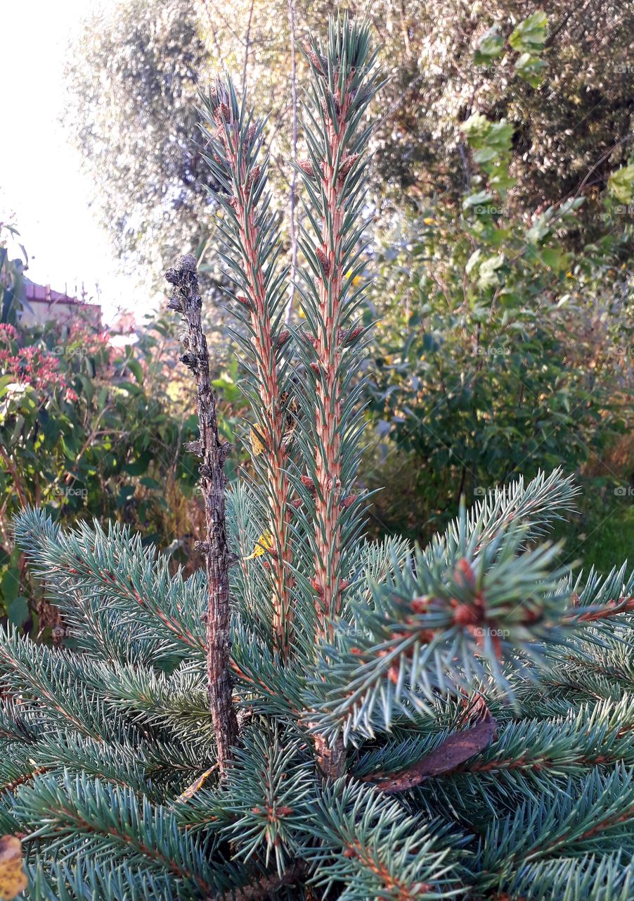 double peak growth shoots of a spruce after death of the original one