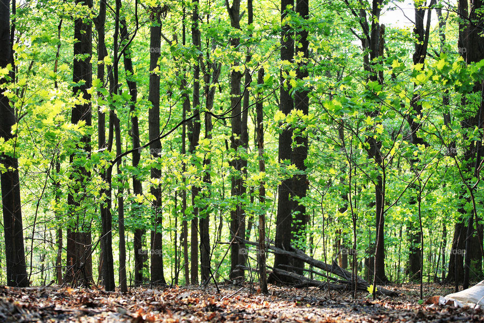 green nature trees forest by delvec