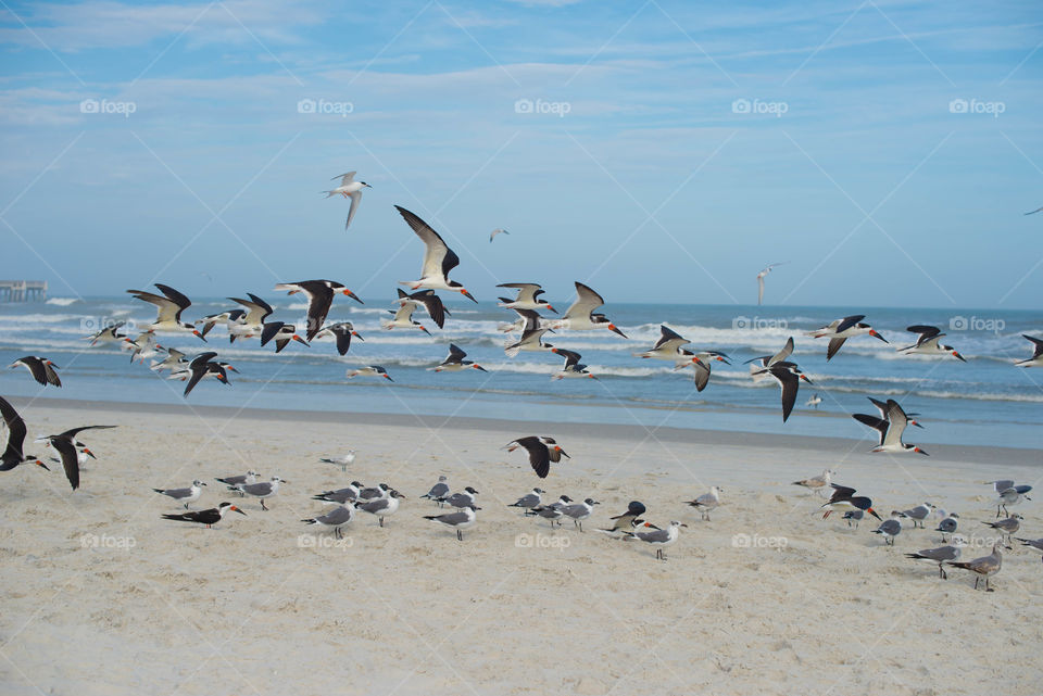Bird flying over the beach
