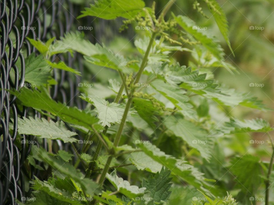 stinging nettle growing next to a fence