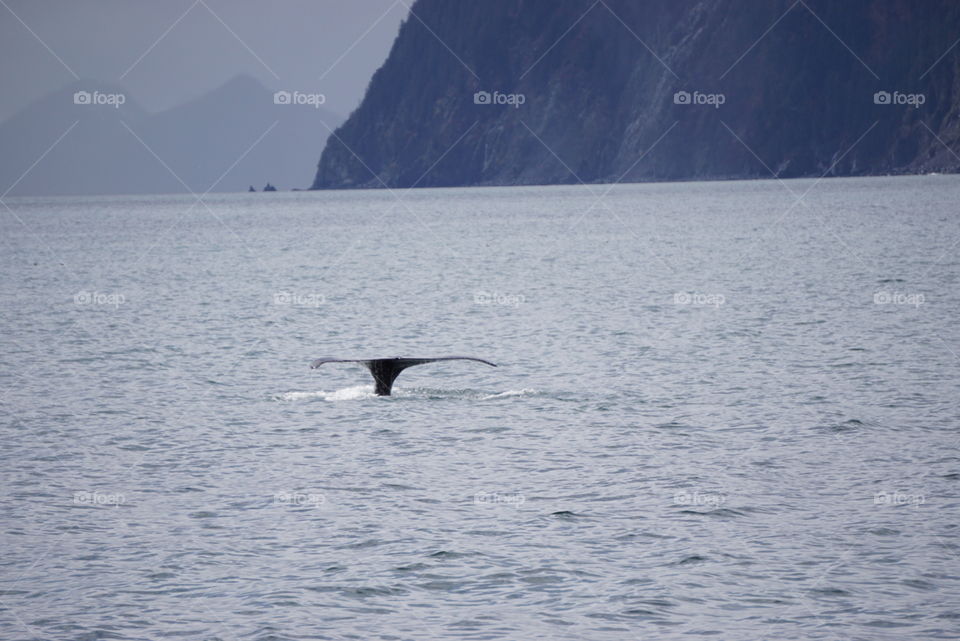 Whale tails. Humpback whale tail Seward, Alaska