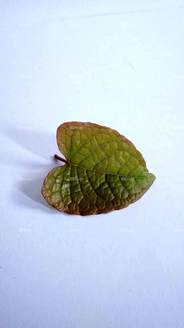 leaf