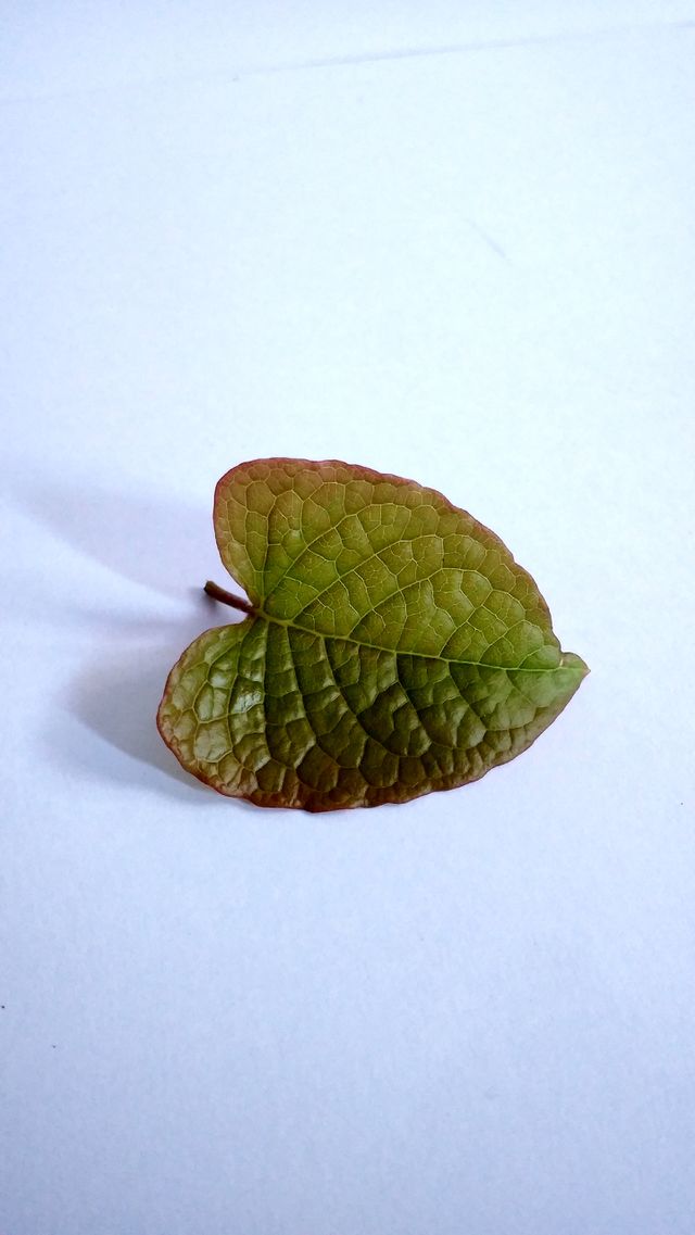 leaf