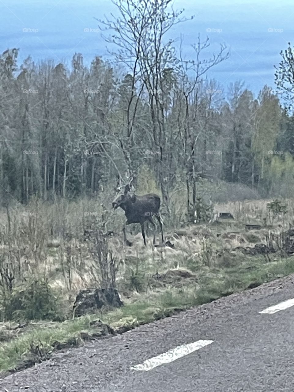 Moose elk älg