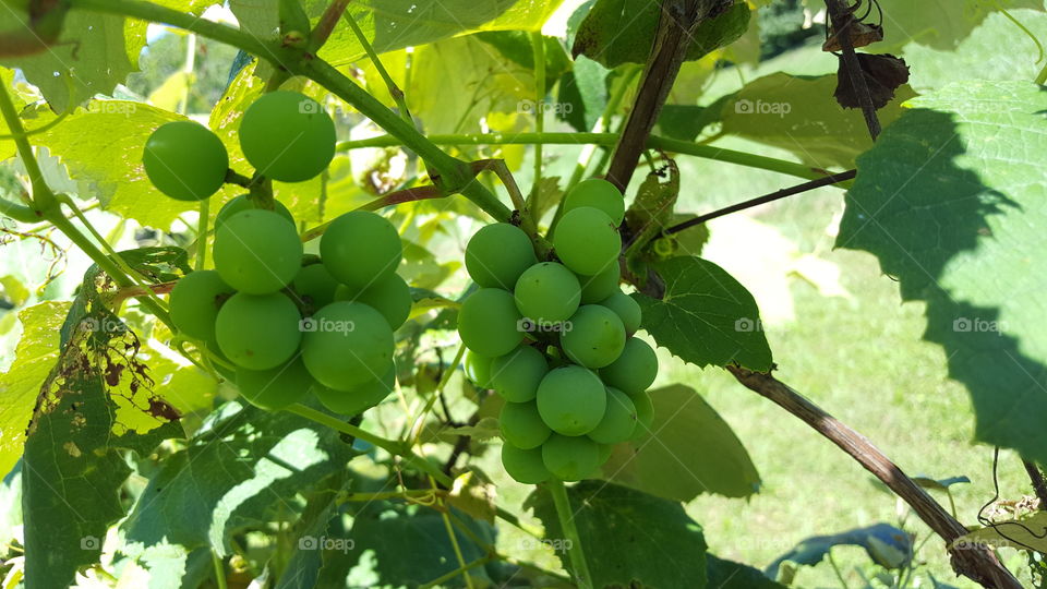 grapes on vine