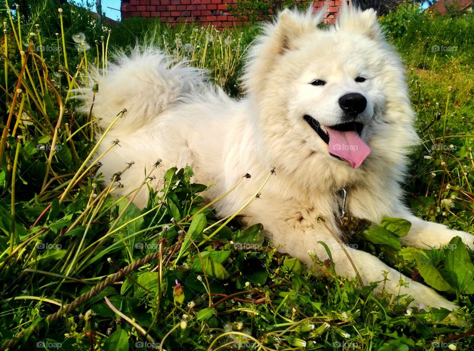 Siberian Samoyed,my pet
