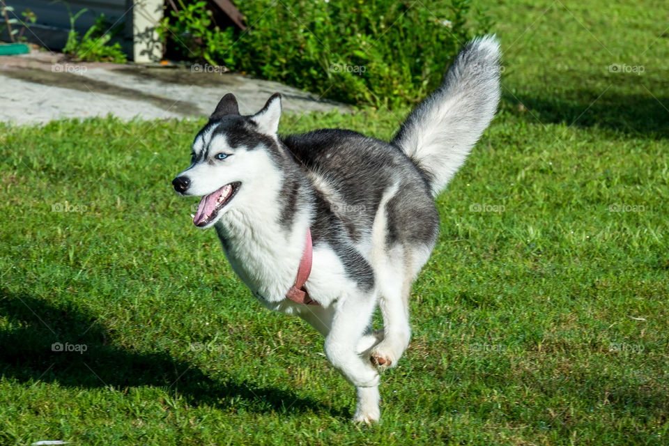 Siberian husky running in action