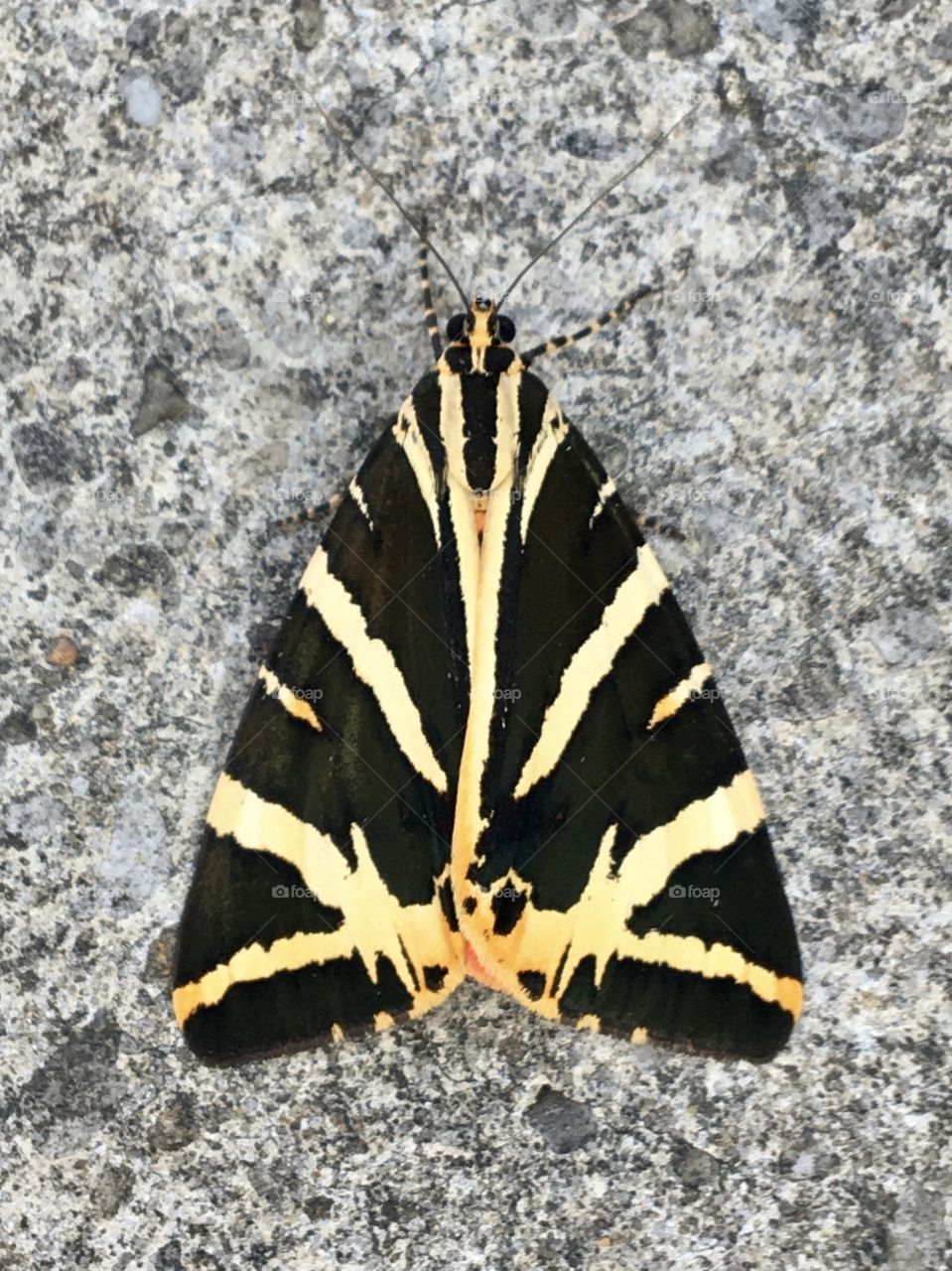 Zebra style butterfly 