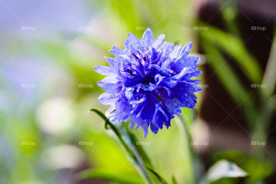 Blue flower of knapweed