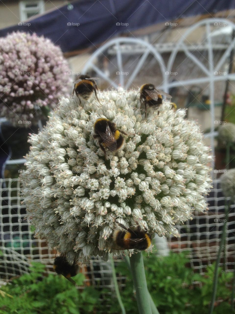 Bees