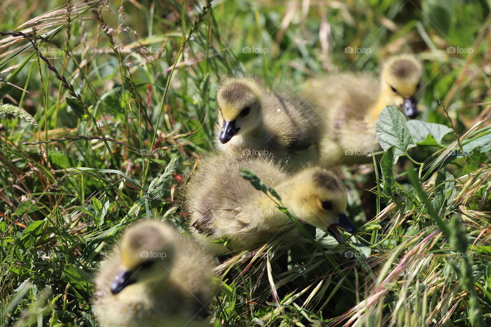 Ducklings exploring the wilderness 