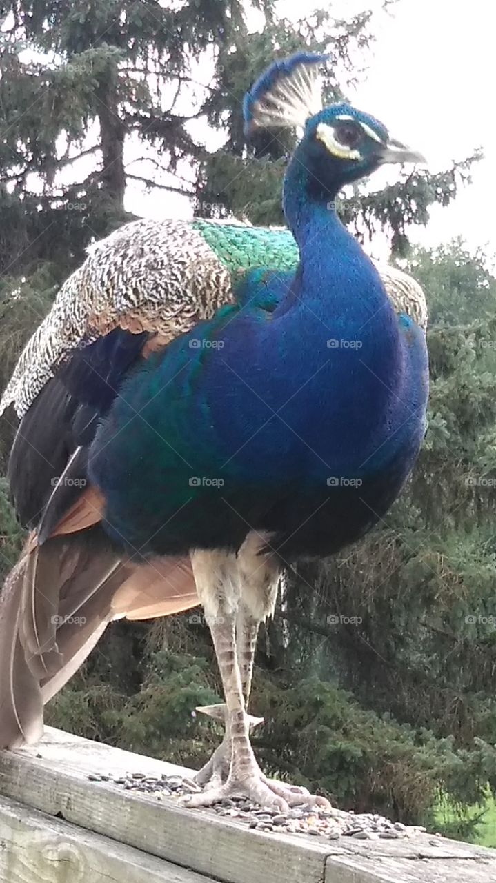 Joe the Peacock