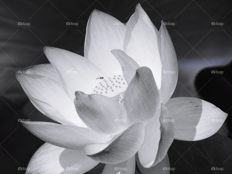 black and white lotus flower