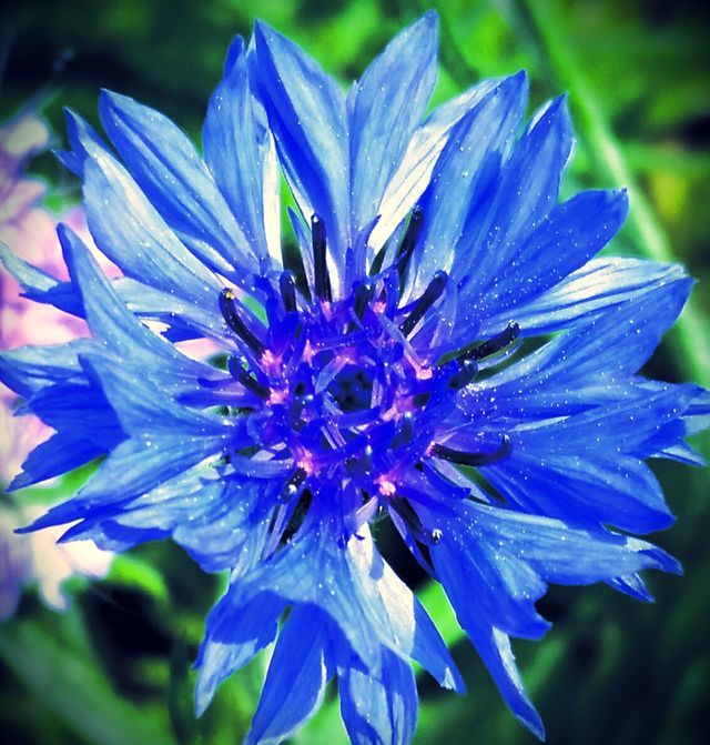 Blue