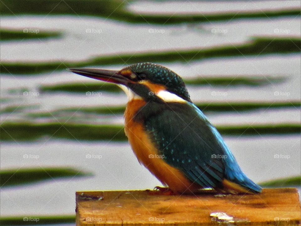 Kingfisher