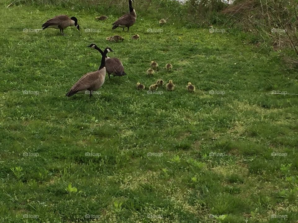 Family of geese with their goslings.