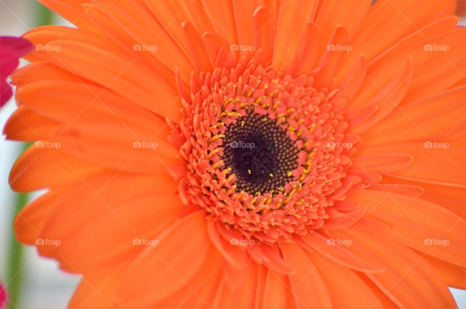 Close view of the orange Gerbera