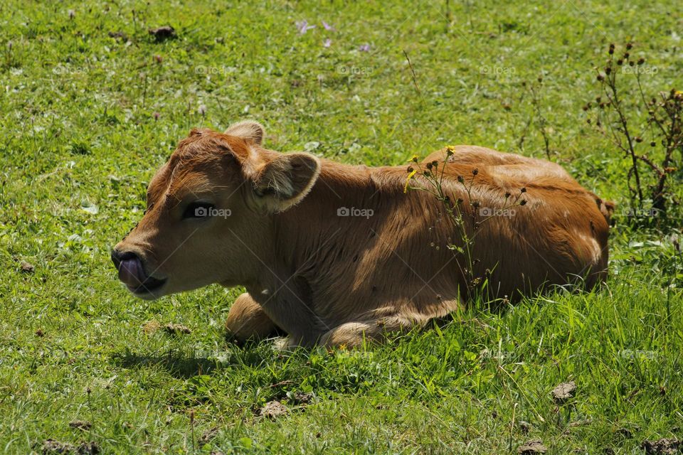 vaca lamiéndose la nariz 🥸