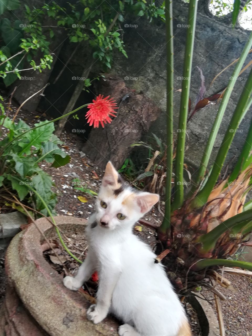 Cat and Red Flower