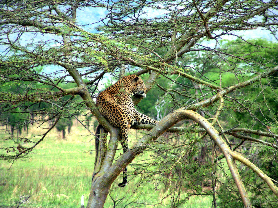 Leopard on a tree, Serengeti national park, Tanzania