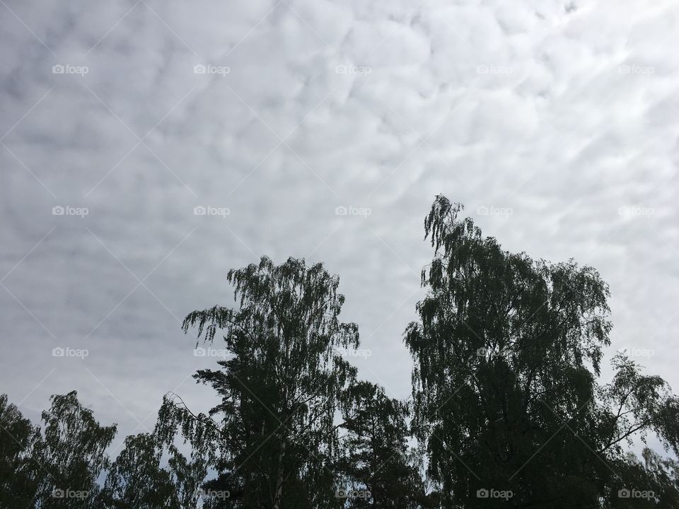 Dense fluffy clouds over some trees